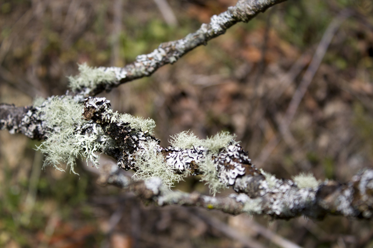 lichen