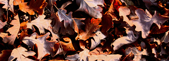 oak forest floor