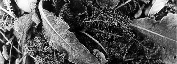 Frost on Comfrey - photo by P. Tutty